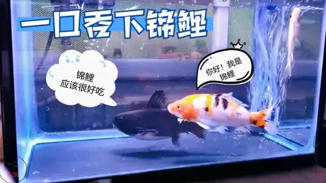 年年有魚水族世界