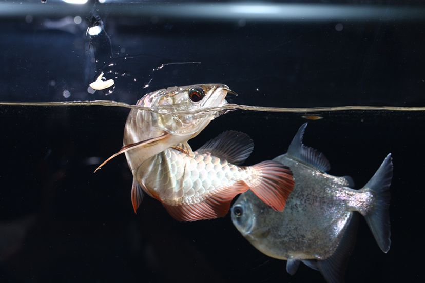 鶴壁水族館李亞四投喂