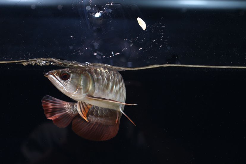 鶴壁水族館李亞四投喂