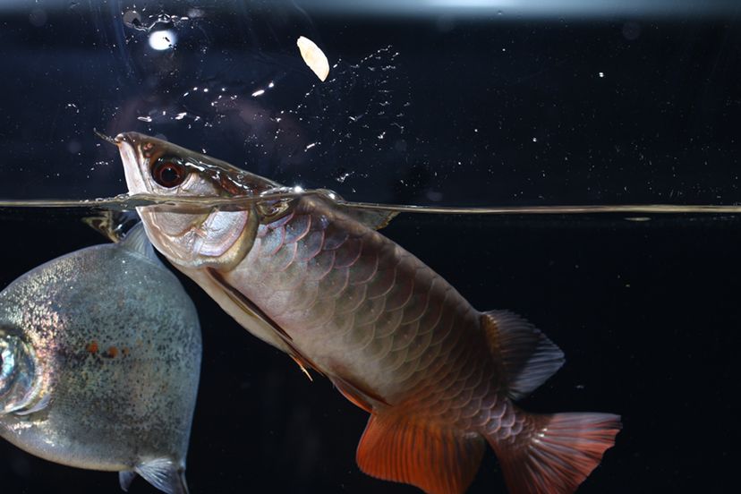 鶴壁水族館李亞四投喂 李亞四龍魚 第5張