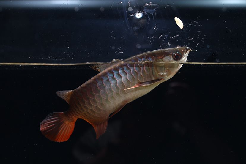 鶴壁水族館李亞四投喂 李亞四龍魚 第4張