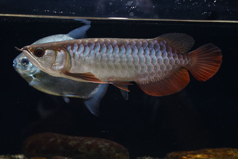 鶴壁水族館李亞四投喂 李亞四龍魚 第6張