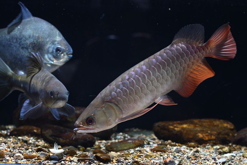 鶴壁水族館李亞四投喂 李亞四龍魚 第8張