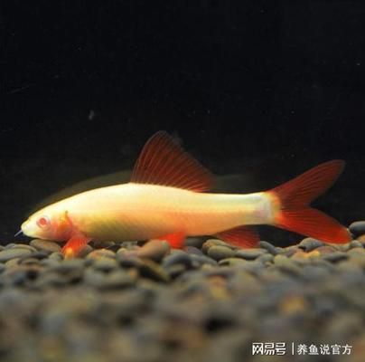 四平市鐵東區(qū)博宇觀賞魚養(yǎng)殖基地（吉林省四平市鐵東區(qū)博宇觀賞魚養(yǎng)殖基地詳細介紹）