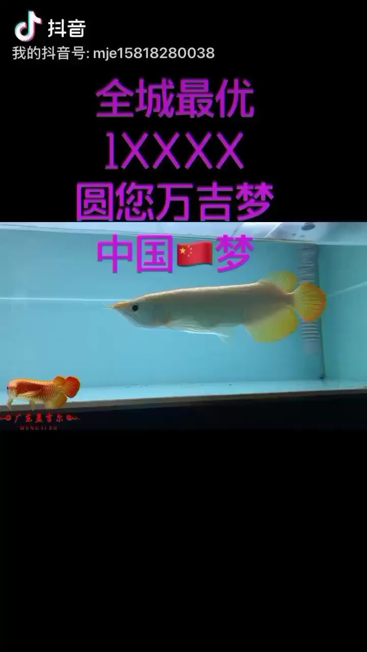 楊凌水族館萬吉萬事大吉廣東孟吉爾 廣州孟吉爾 第2張