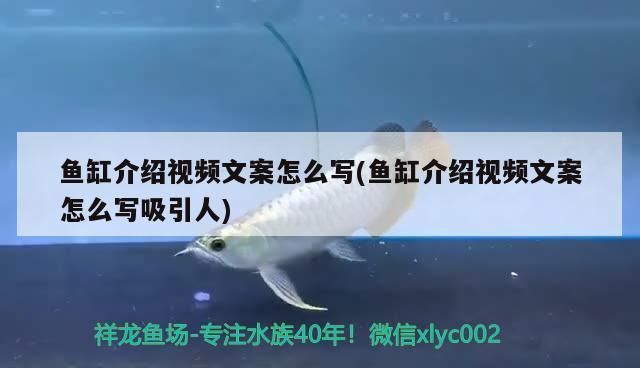 紅龍魚苗飼料選擇指南（紅龍魚苗在幼年時期對食物的營養(yǎng)需求是怎樣的，如何選擇） 水族問答