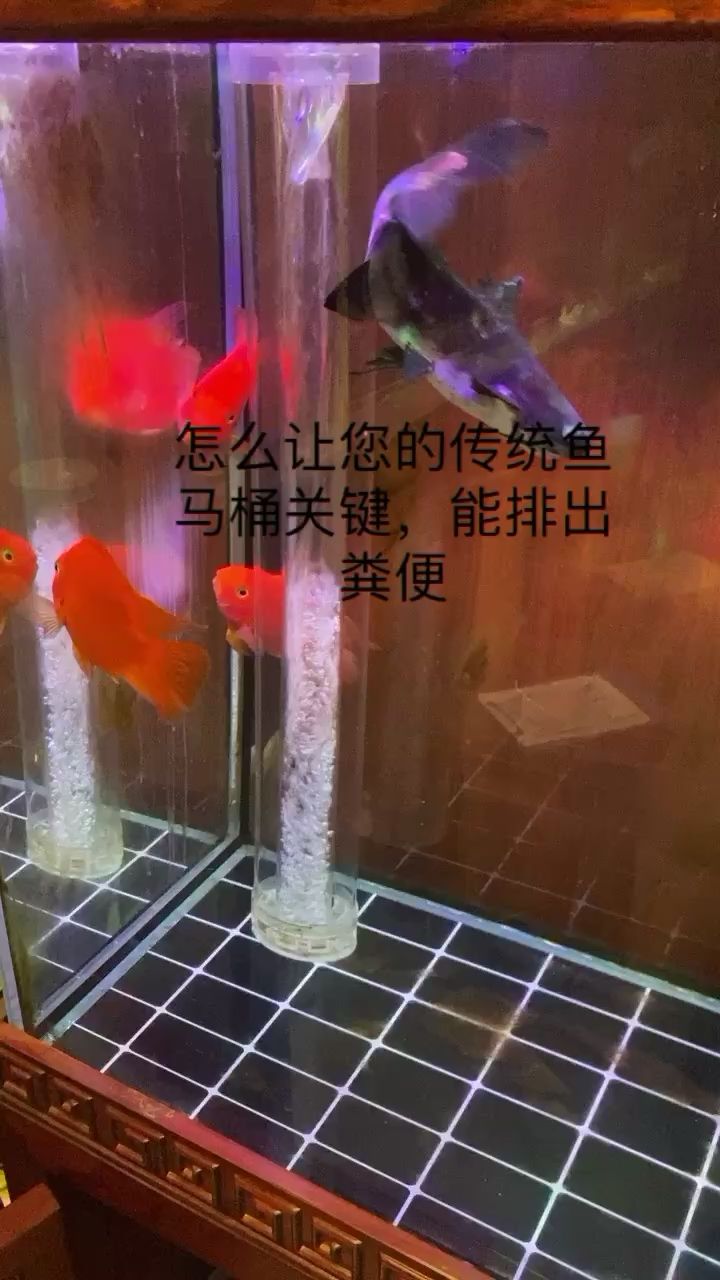 您家里的魚馬桶管用嗎？看這里