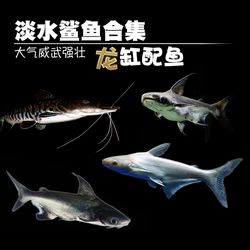 無(wú)燈拍攝的自然光金龍魚(yú)