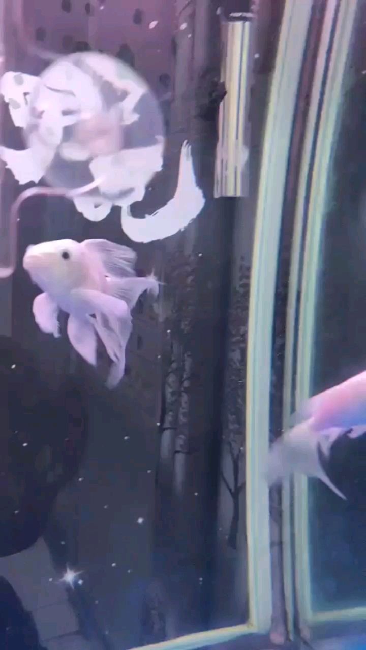 幫忙來看一下 元寶鳳凰魚 第2張