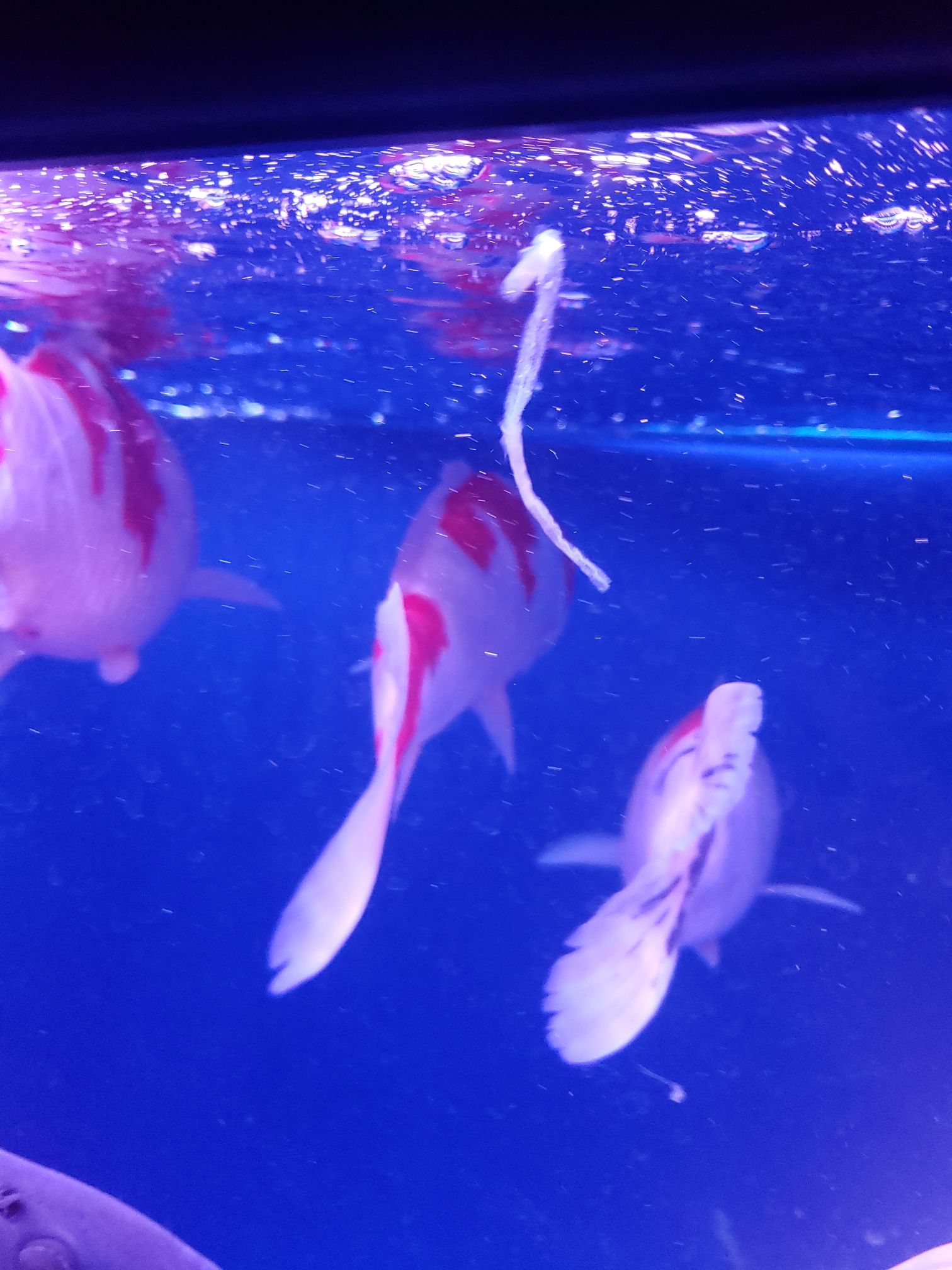 郴州水族館這樣的魚(yú)便是腸炎嗎？