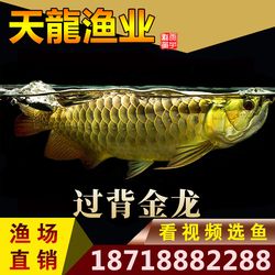 克孜勒蘇柯爾克孜自治州觀賞魚市場這密度會不會有點大