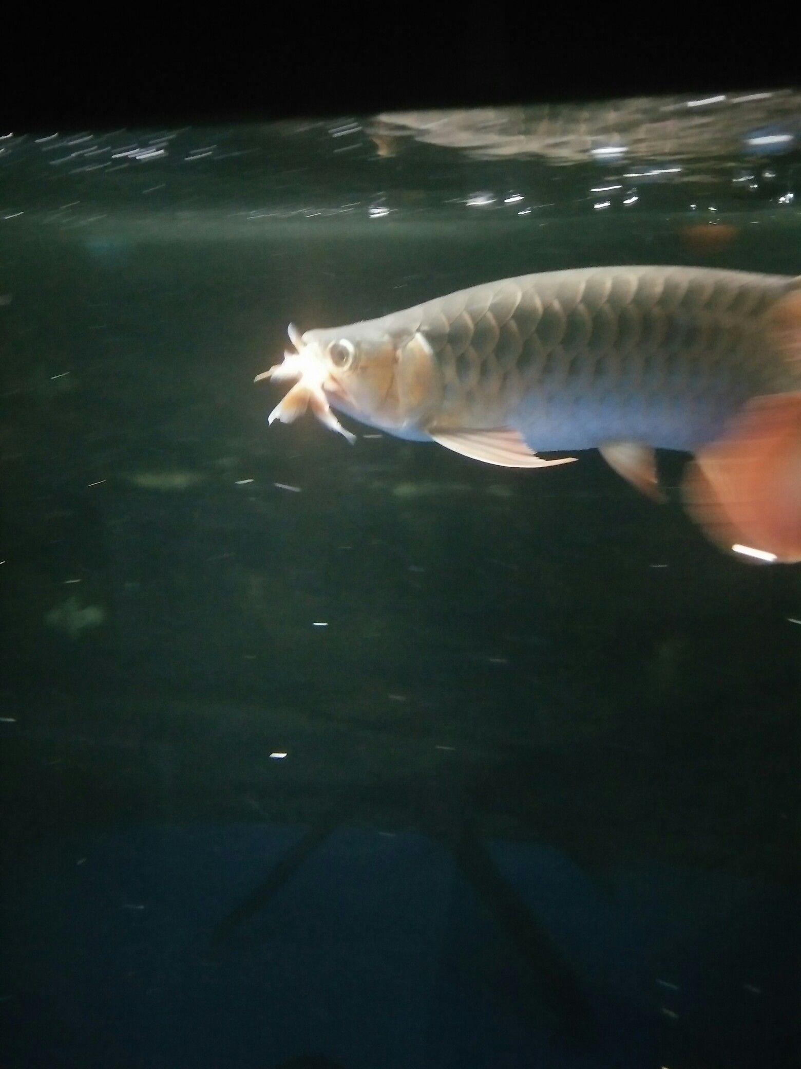 黑河觀賞魚市場吃的挺歡啊