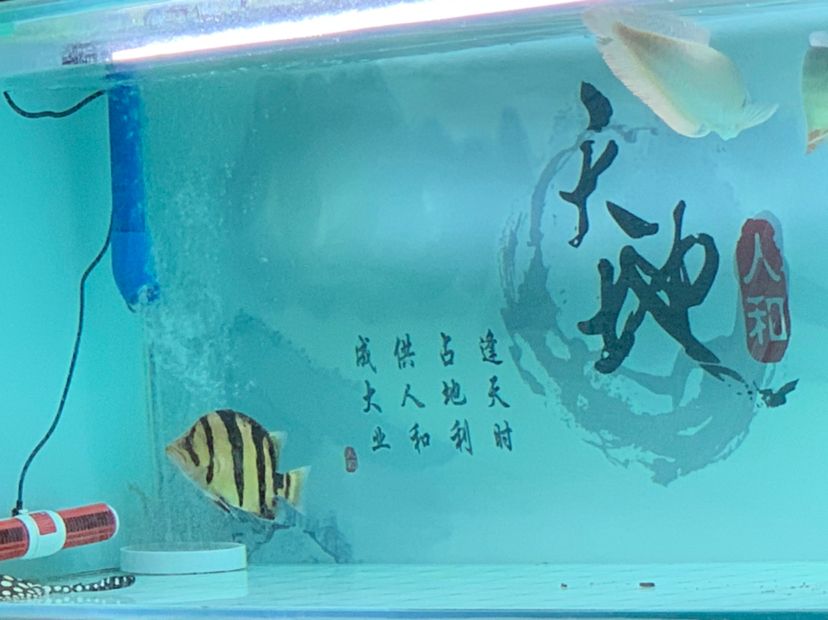 那曲觀賞魚(yú)市場(chǎng)球虎龍魚(yú)圈