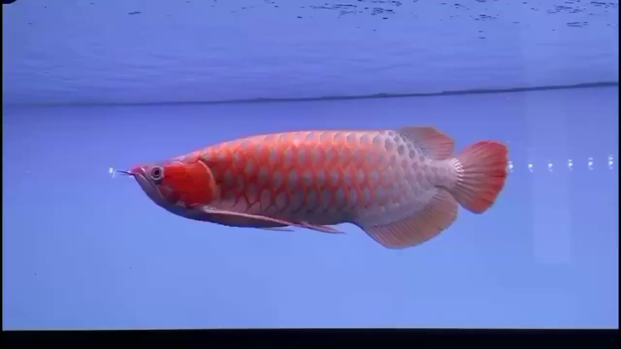 固原水族館早上好夠雅 定時器/自控系統(tǒng) 第2張