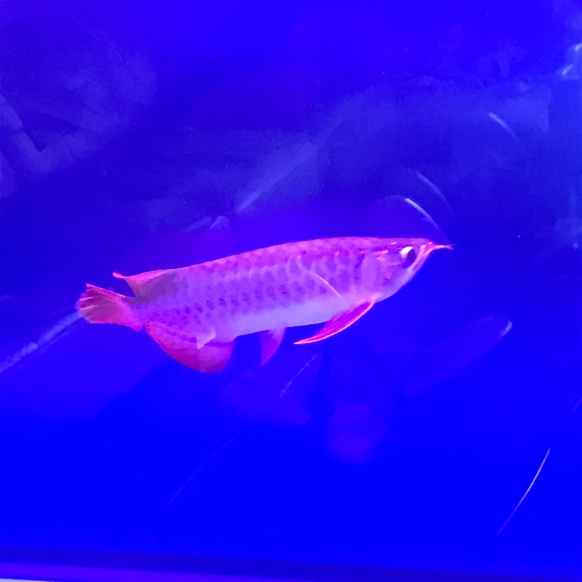 寧德水族館那位大神給看看什么品質(zhì)好嗎？ 雪龍魚 第2張