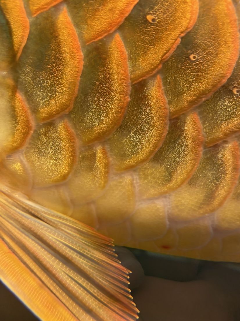 江門觀賞魚市場越養(yǎng)越金———紅龍 觀賞魚市場（混養(yǎng)魚） 第1張