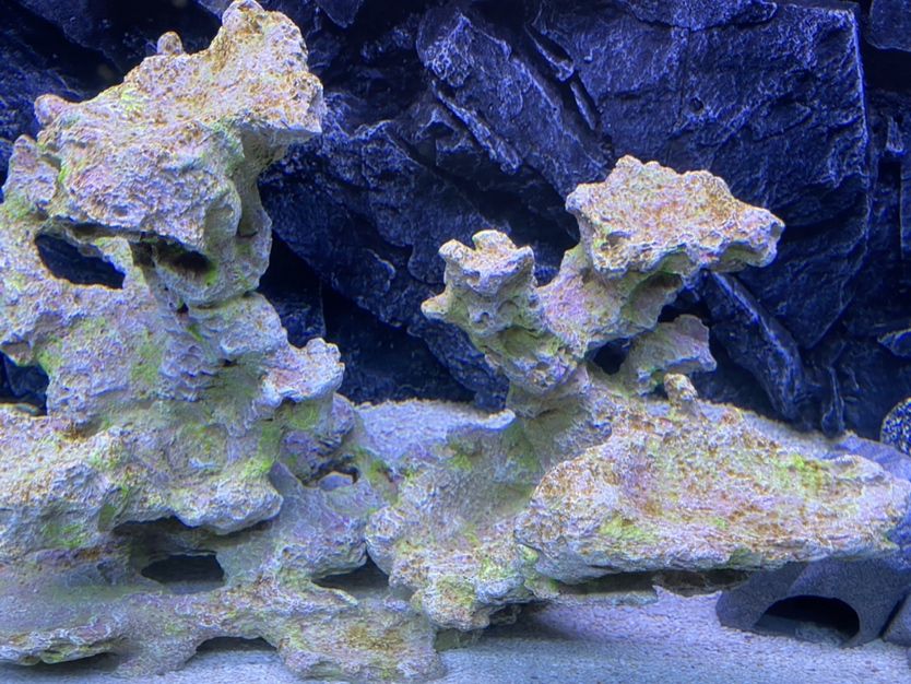 通化水族館褐藻:三湖缸水質(zhì)檢測 黃金鴨嘴魚 第4張