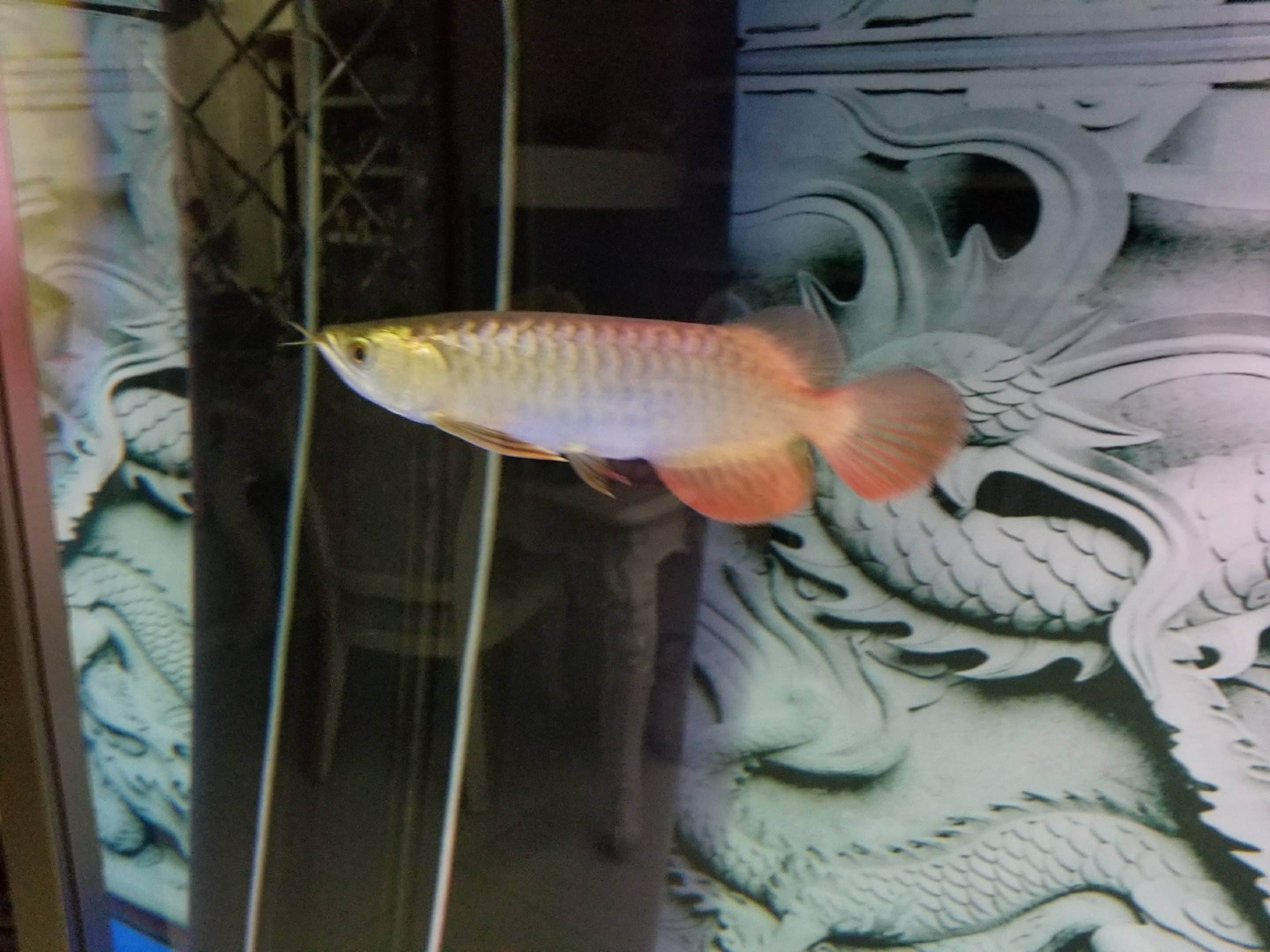 西寧水族館換水小記 紅頭利魚 第6張