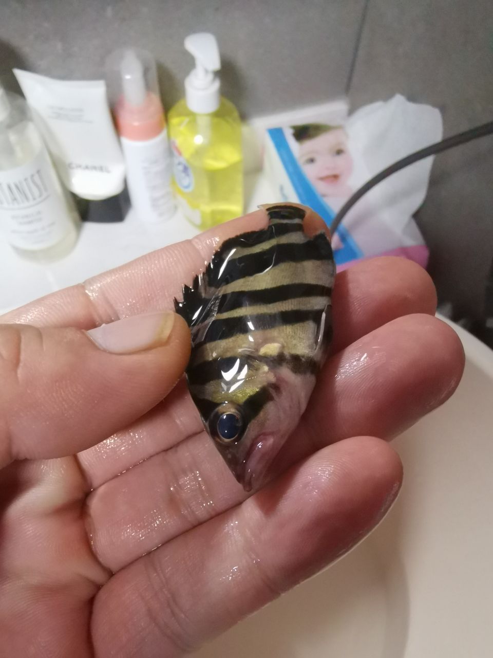 蘇州觀賞魚市場虎魚冠裝病毒？