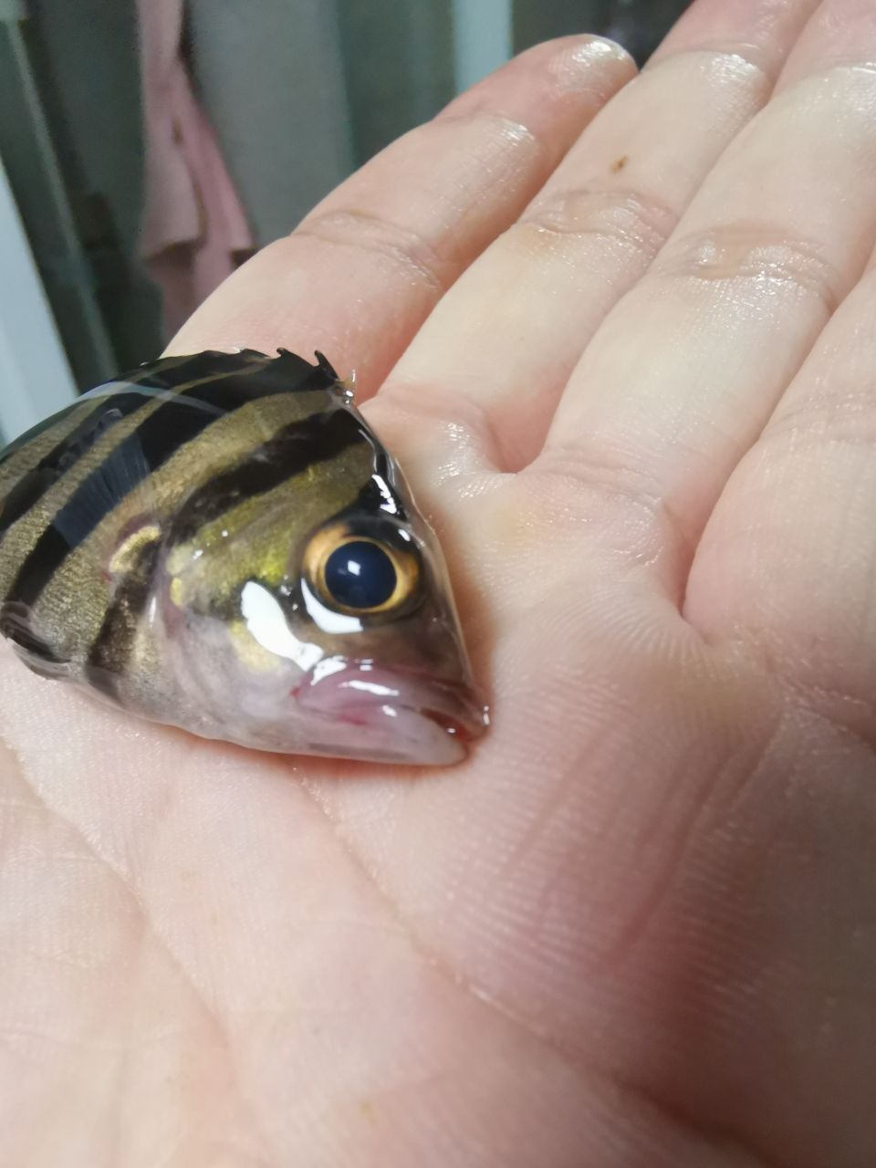 蘇州觀賞魚市場虎魚冠裝病毒？