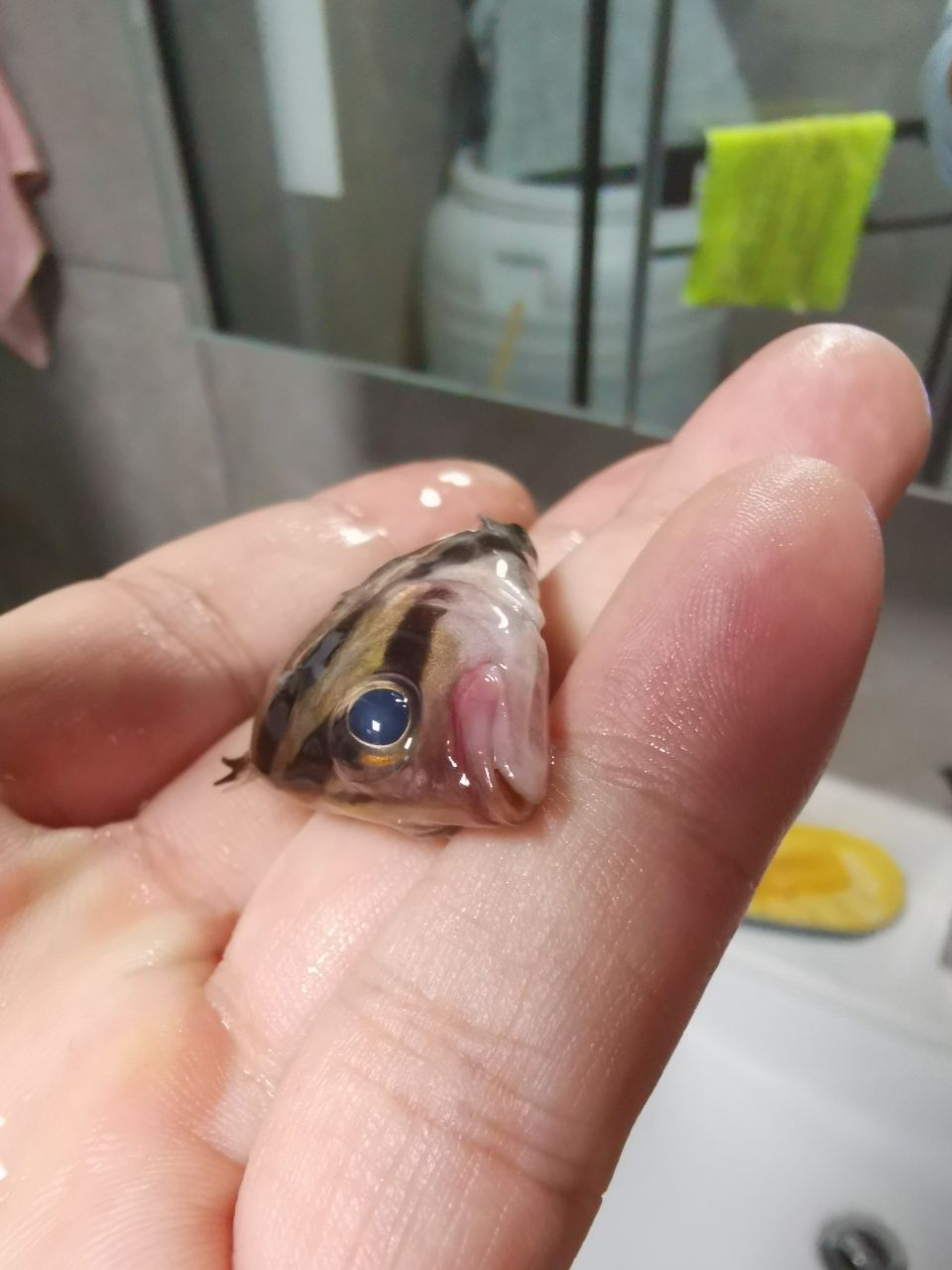 蘇州觀賞魚市場虎魚冠裝病毒？