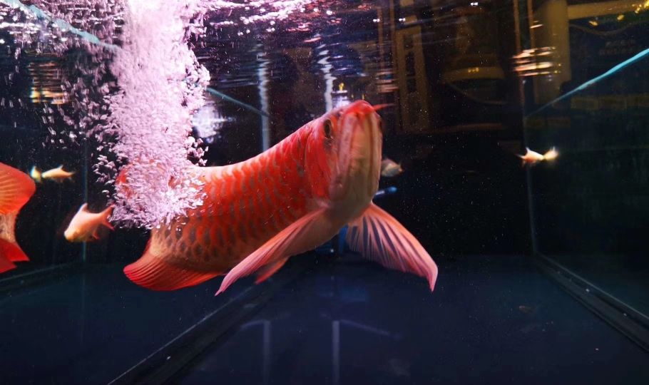 宣城水族館你真的知道如何處理水質(zhì)嗎？三 慈雕魚 第4張