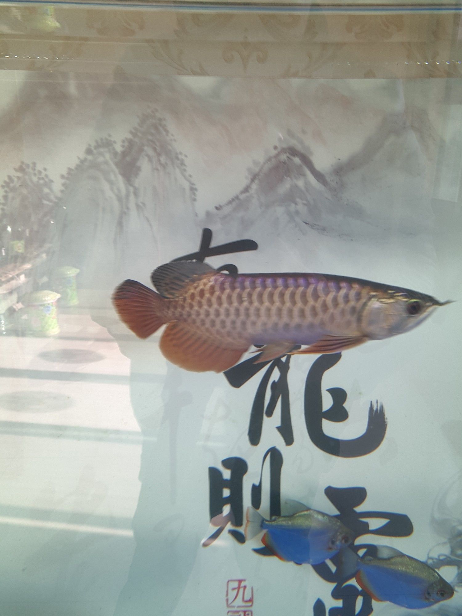 曬2017養(yǎng)魚賬單個(gè)人真實(shí)作品