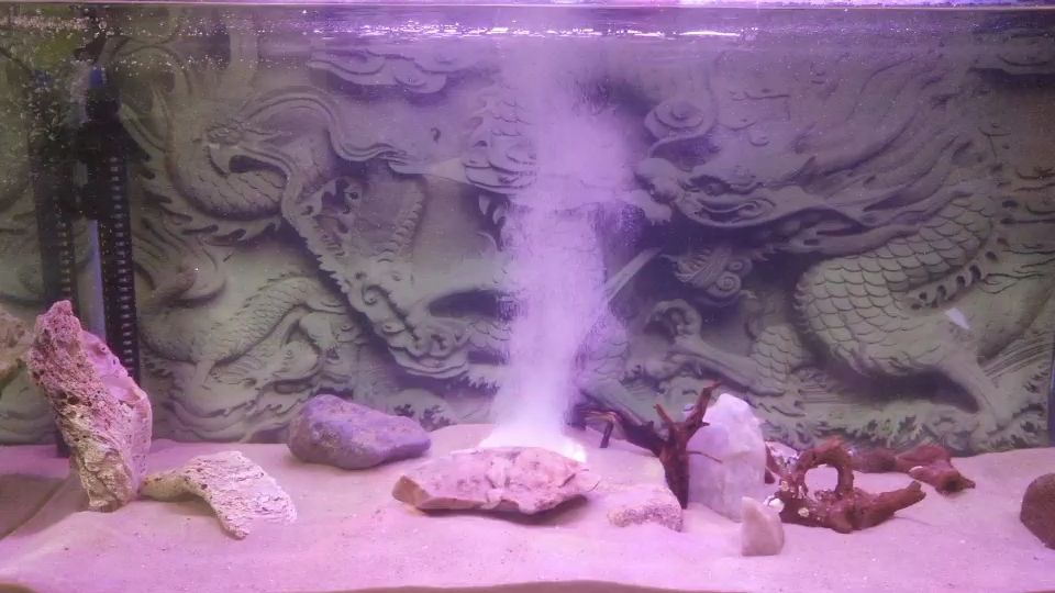 廣元水族館請問要開缸幾天才放闖缸魚 狗仔招財(cái)貓魚 第2張