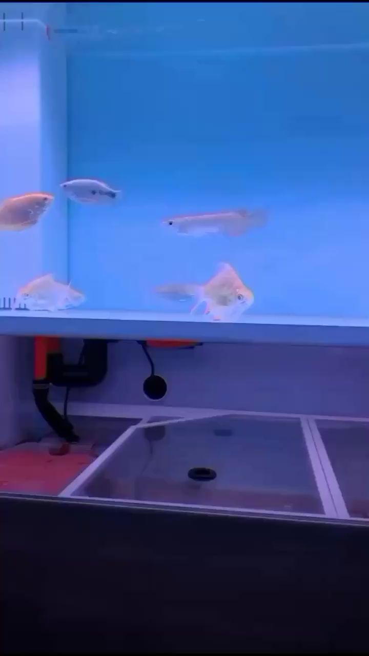 小過背和小鯽魚 水族世界 第2張