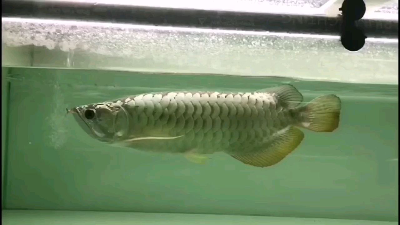 鶴壁水族館狀態(tài)巡游很飽滿整缸這只魚(yú)適合放黑 藍(lán)底過(guò)背金龍魚(yú) 第2張