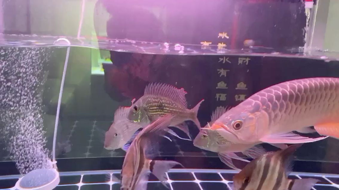 南昌觀賞魚市場我家鬼子吃的蠻開心的 觀賞魚市場（混養(yǎng)魚） 第2張