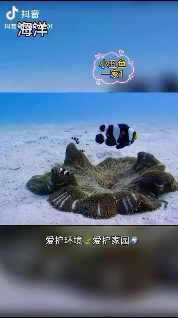 小丑魚一家(1) 海水魚 第2張