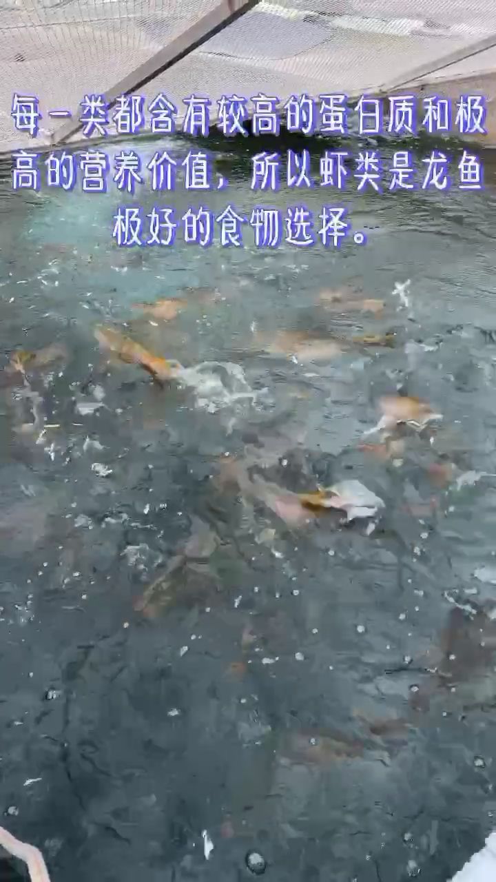 喂魚(yú)風(fēng)波