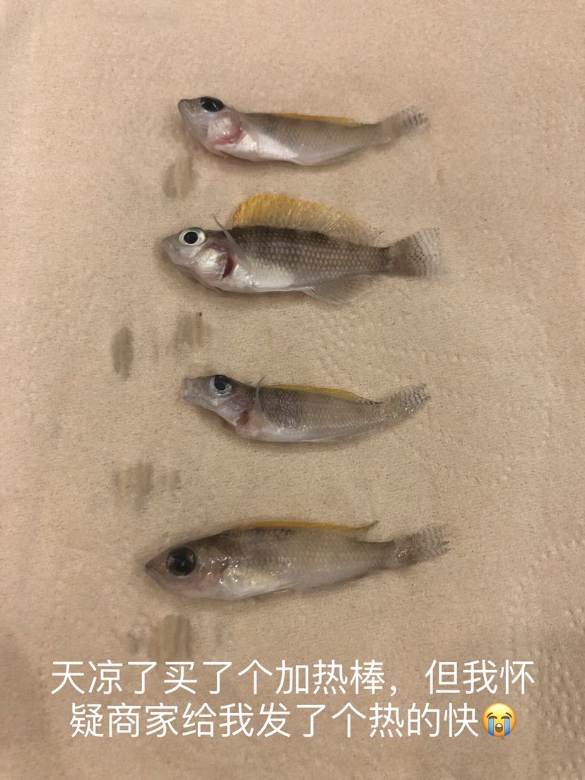 池州觀賞魚市場今晚水煮魚