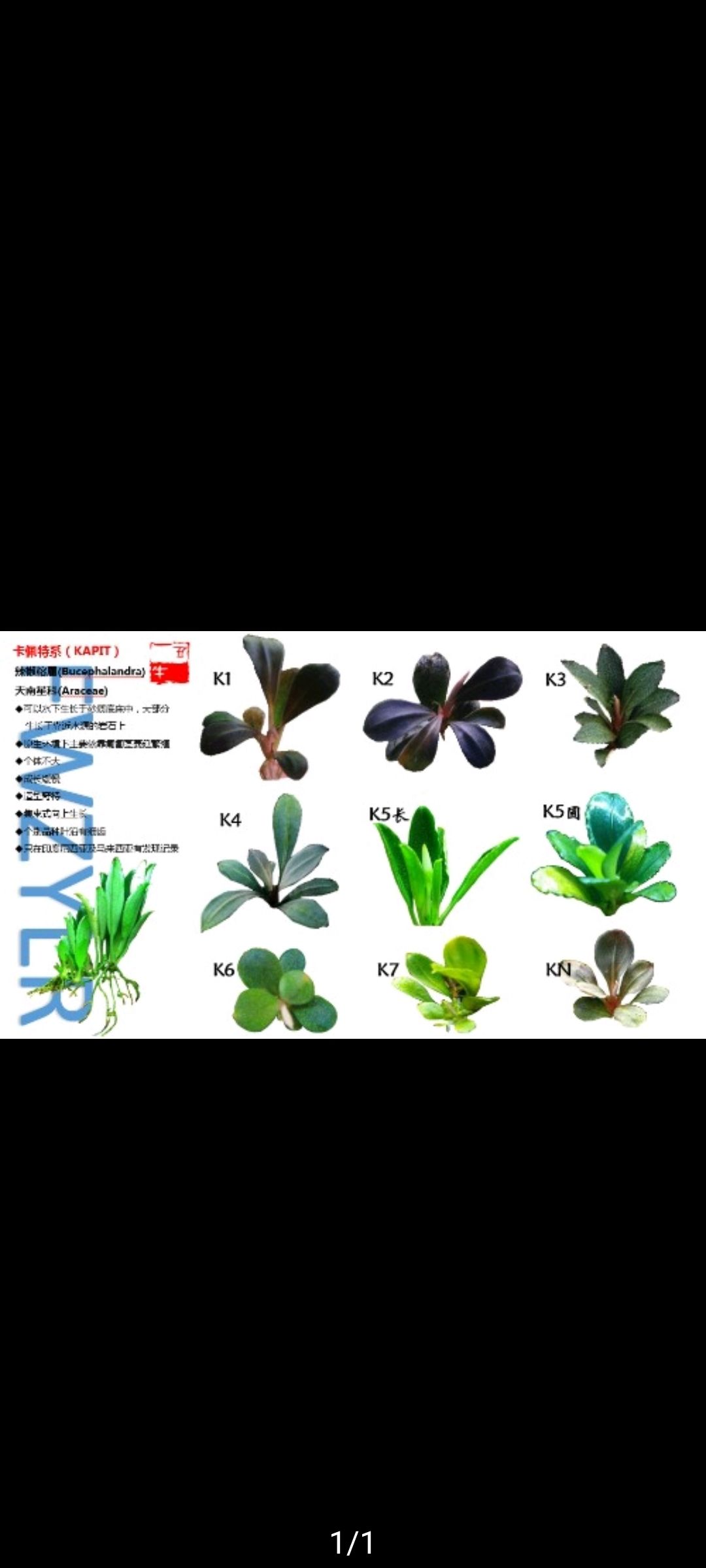 信陽觀賞魚市場(chǎng)最近比較火的卡佩特