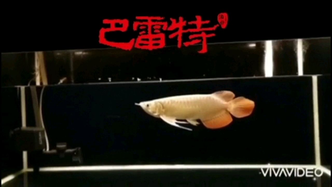 金華水族館漂亮的一只大湖