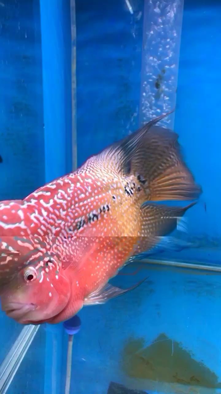 沒有濾鏡沒有紅燈 飛鳳魚苗 第2張