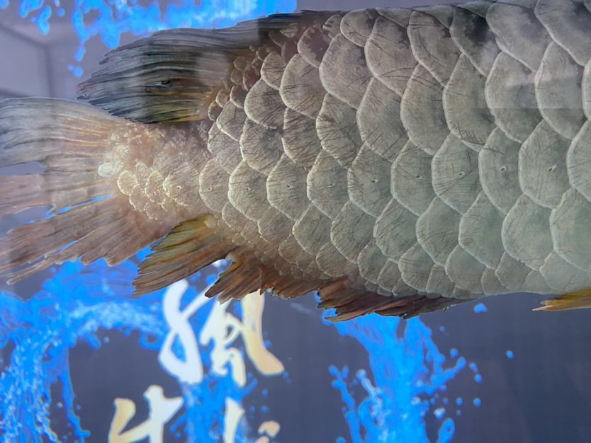 甘南州水族館龍被欺負慘了魚鰭都碎掉了