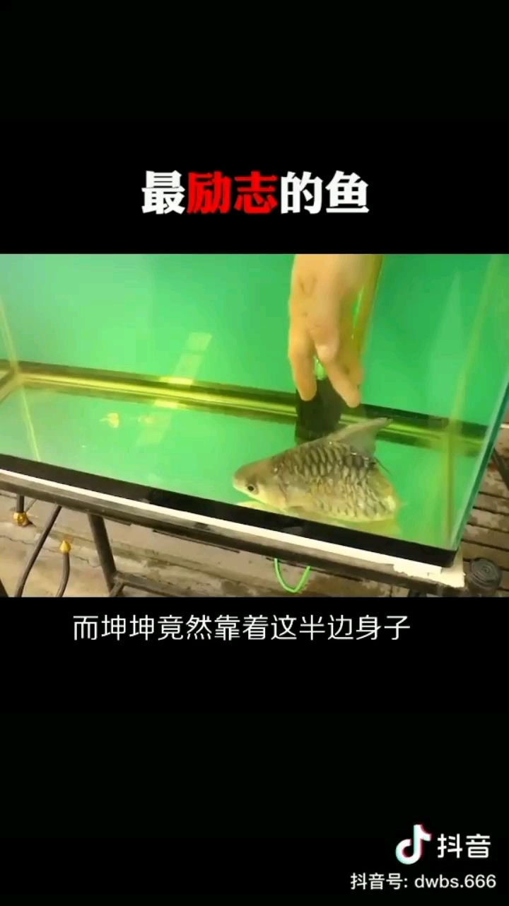 克孜勒蘇柯爾克孜自治州觀賞魚市場攤上好主人了