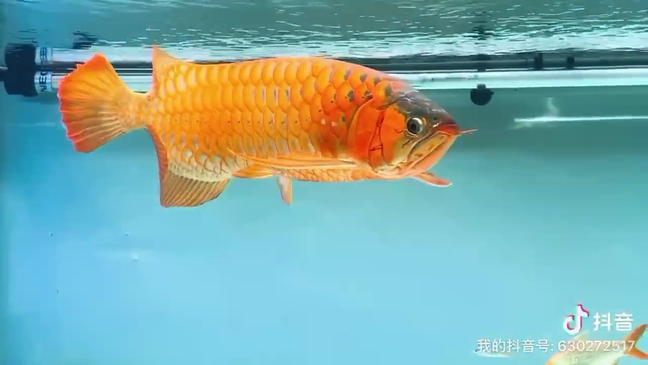 邊上班邊遛魚