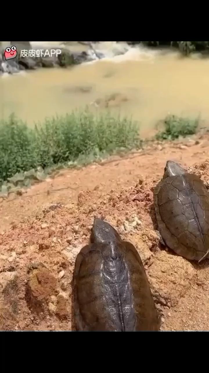 洛陽水族館龜群誠尋龜友