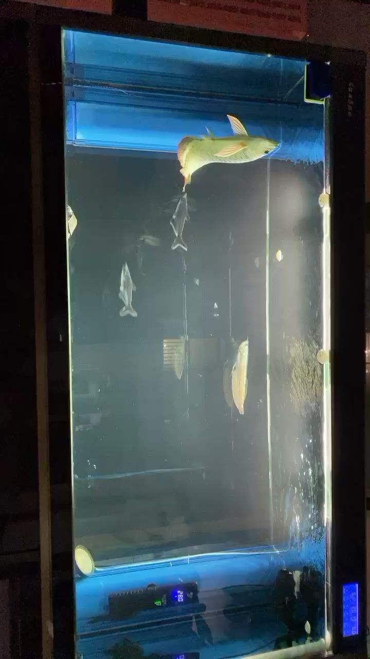 南陽水族館晚上就跟黃燈一樣