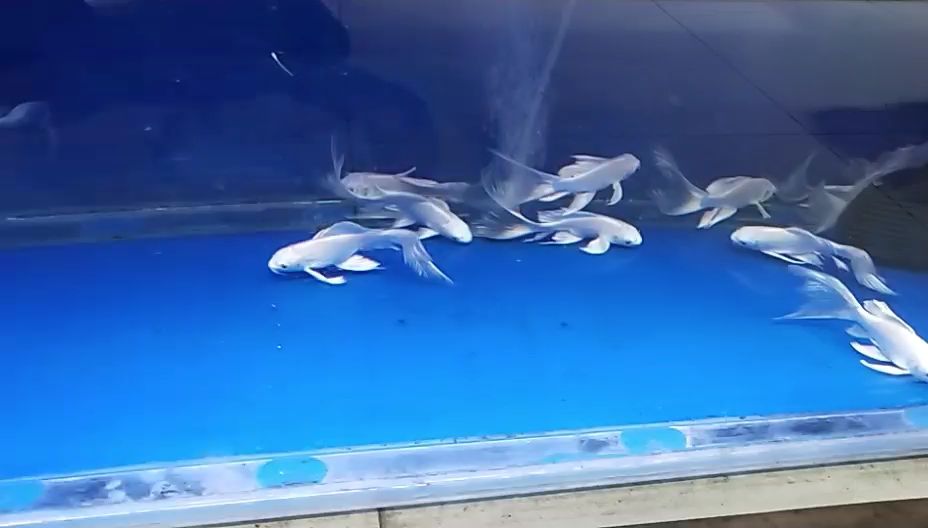 衡陽(yáng)水族館小蝴蝶鯉錦鯉圈