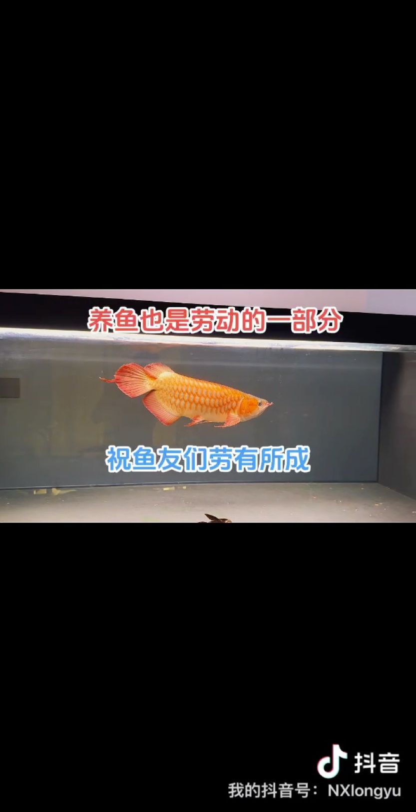 勞有所成（五一快樂,喜歡魚的人評論：金雞暢天下評論：漂亮） 觀賞魚論壇