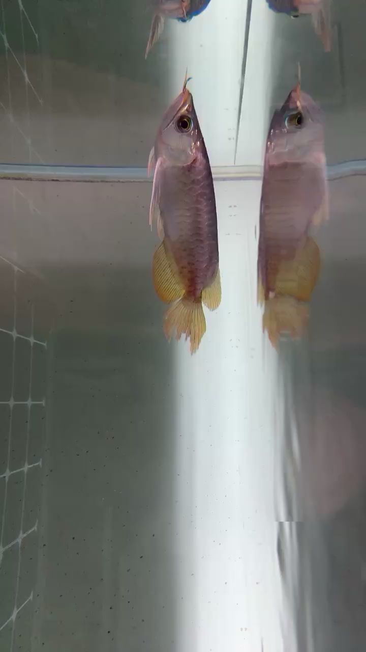 武漢觀賞魚市場新入小紅龍一條