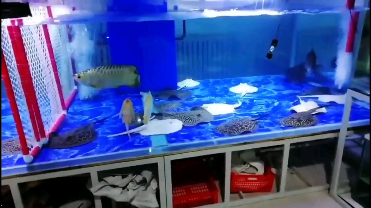 遵義水族批發(fā)市場(chǎng)正紅眼白子繁殖組 觀賞魚(yú)水族批發(fā)市場(chǎng)