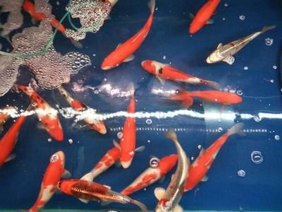 五華縣華城鎮(zhèn)會成觀賞魚店（五華會成觀賞魚店） 水族周邊