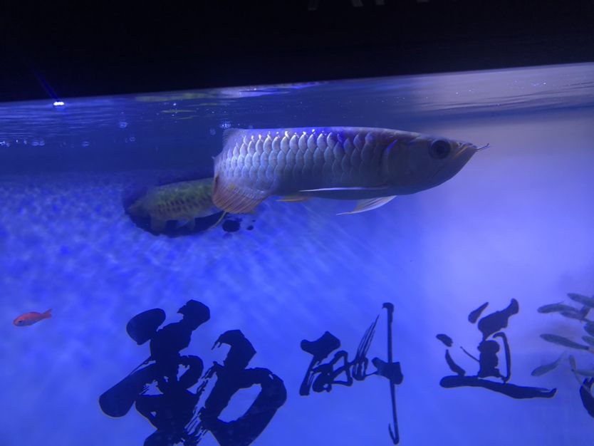 龍魚開缸 肥料 第7張