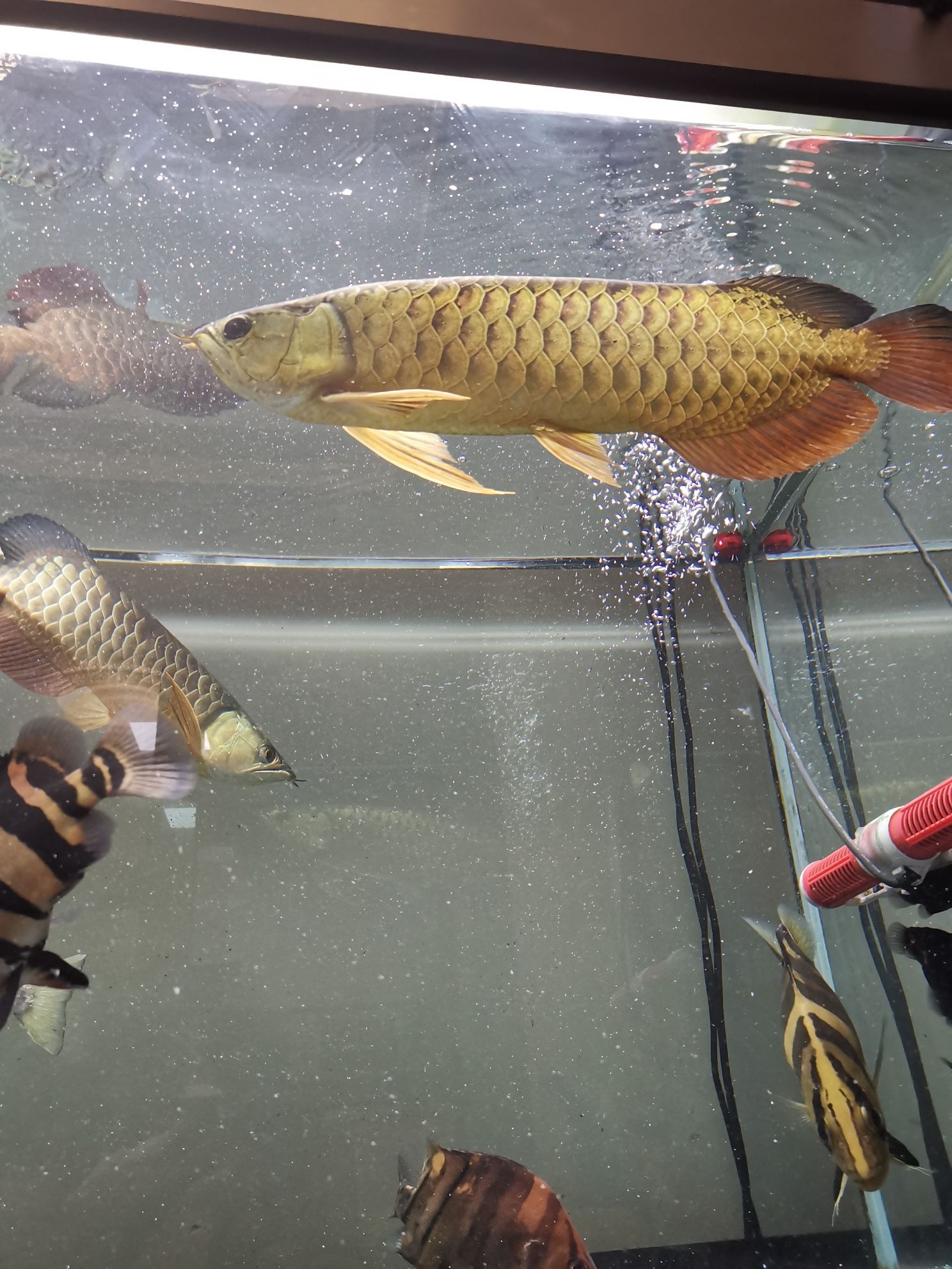 鐵嶺水族館大魚缸一切正常