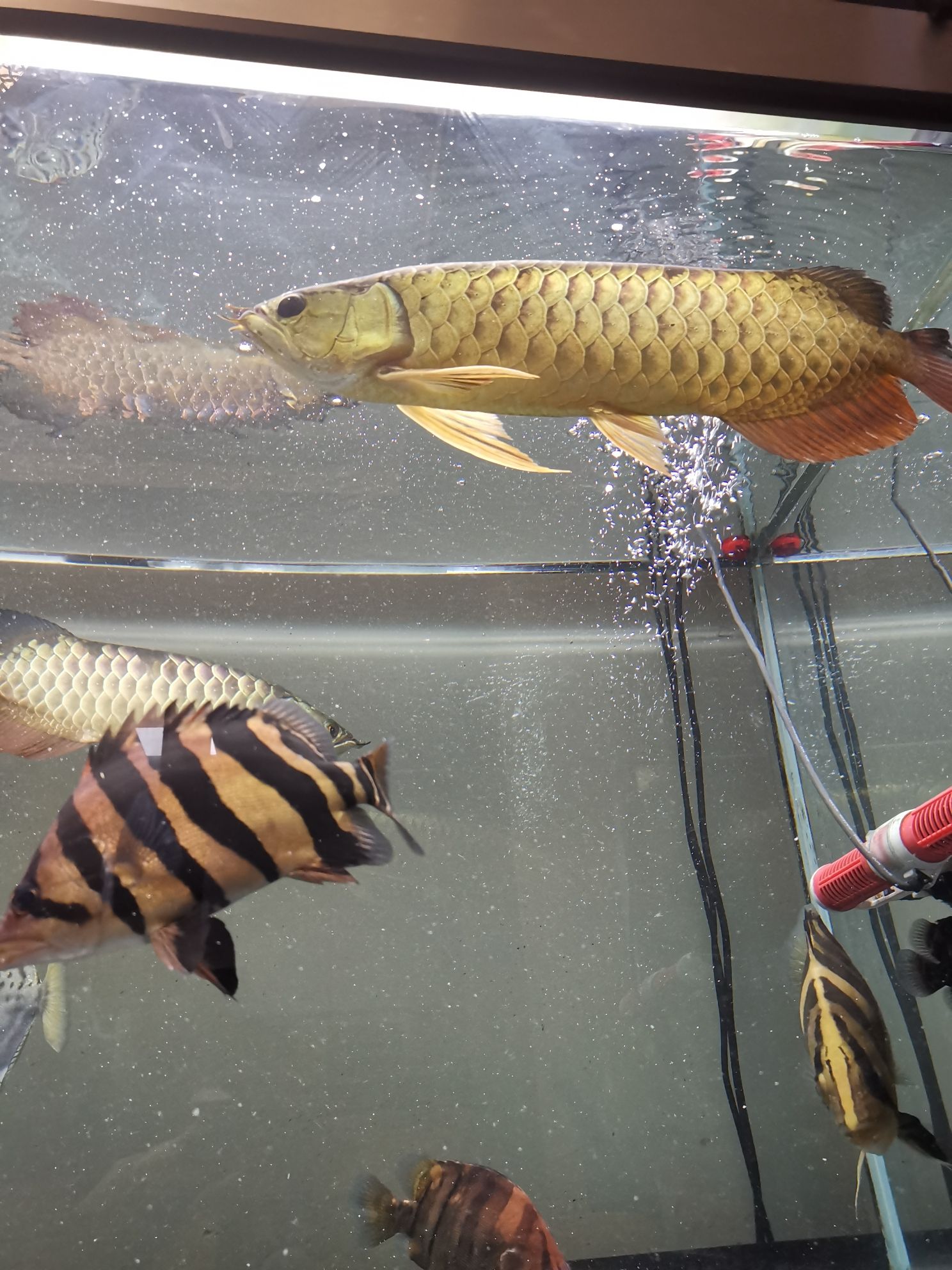 鐵嶺水族館大魚缸一切正常